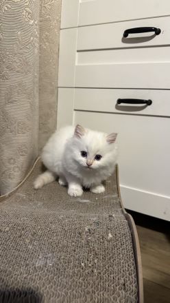 Letztes Ragdoll Kitten Mädchen sucht liebevolles Zuhause