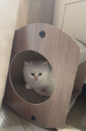 Zauberhafte Ragdoll Kitten suchen liebevolles Zuhause
