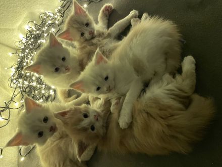 Wunderschöne Maine Coon Kitten