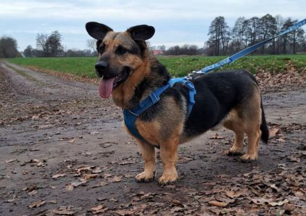 "Berny" dieser Hund zaubert jeden ein lächeln ins Gesicht
