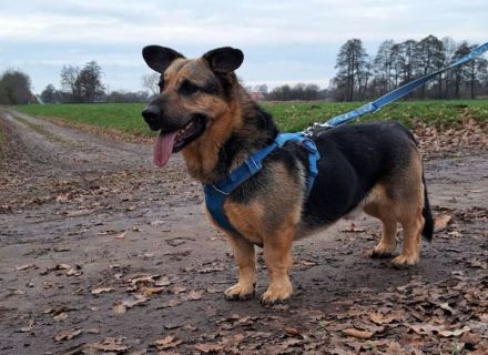 "Berny" dieser Hund zaubert jeden ein lächeln ins Gesicht