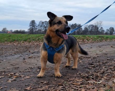"Berny" dieser Hund zaubert jeden ein lächeln ins Gesicht