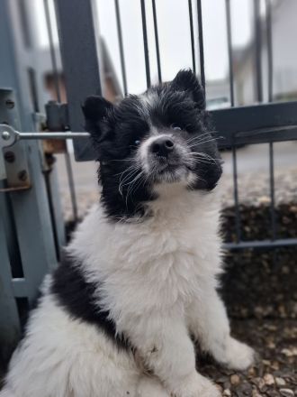 Großspitz Welpen, zwei Rüden, schwarz-weiß gescheckt