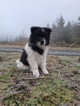 Großspitz Welpen, zwei Rüden, schwarz-weiß gescheckt