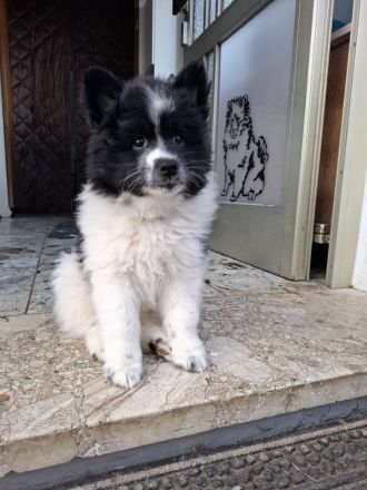 Großspitz Welpen, zwei Rüden, schwarz-weiß gescheckt