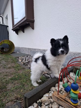 Großspitz Welpen, zwei Rüden, schwarz-weiß gescheckt