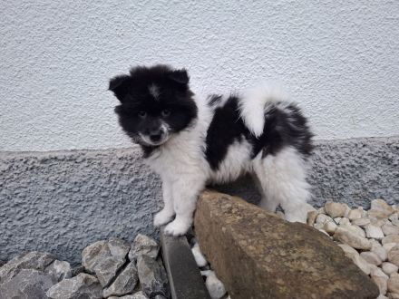 Großspitz Welpen, zwei Rüden, schwarz-weiß gescheckt