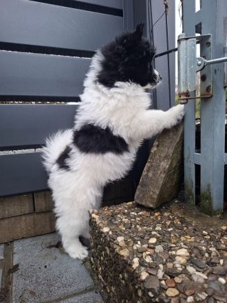 Großspitz Welpen, zwei Rüden, schwarz-weiß gescheckt