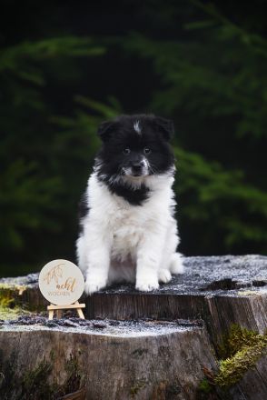 Großspitz Welpen, zwei Rüden, schwarz-weiß gescheckt
