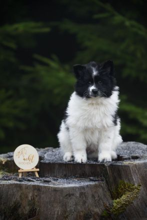 Großspitz Welpen, zwei Rüden, schwarz-weiß gescheckt