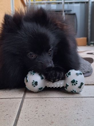 Zwergspitz Rüde 8 Monate jung