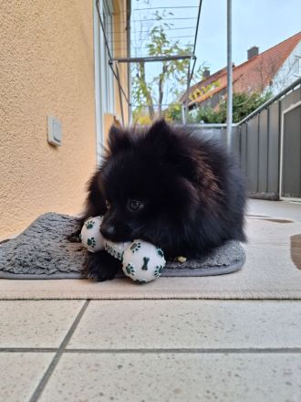 Zwergspitz Rüde 8 Monate jung