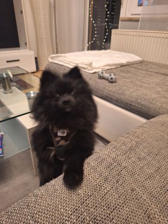 Zwergspitz Rüde 8 Monate jung