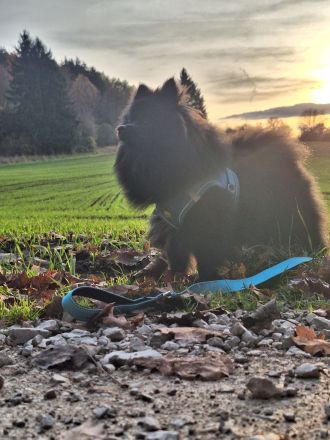 Zwergspitz Rüde 8 Monate jung