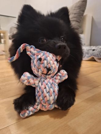 Zwergspitz Rüde 8 Monate jung