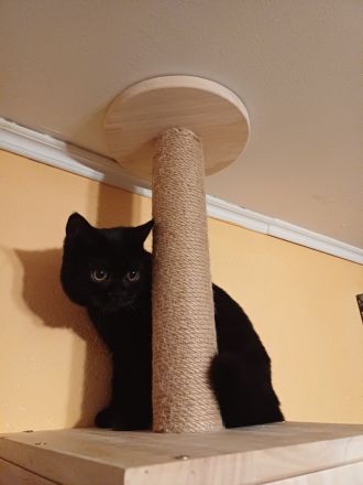 Elvis und Dolly suchen noch ihre liebevollen Dosenöffner🐈🐈⬛