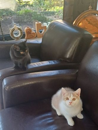 Elvis und Dolly suchen noch ihre liebevollen Dosenöffner🐈🐈⬛