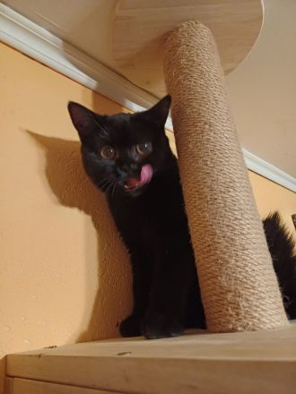 Elvis und Dolly suchen noch ihre liebevollen Dosenöffner🐈🐈⬛