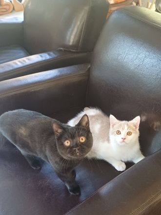 Elvis und Dolly suchen noch ihre liebevollen Dosenöffner🐈🐈⬛