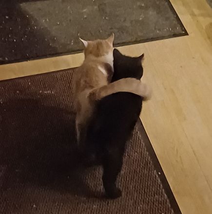 Elvis und Dolly suchen noch ihre liebevollen Dosenöffner🐈🐈⬛