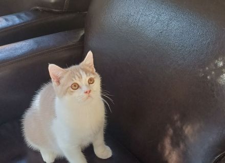 Elvis und Dolly suchen noch ihre liebevollen Dosenöffner🐈🐈⬛