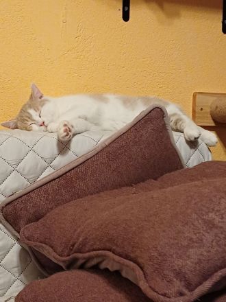 Elvis und Dolly suchen noch ihre liebevollen Dosenöffner🐈🐈⬛