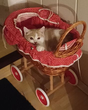 Elvis und Dolly suchen noch ihre liebevollen Dosenöffner🐈🐈⬛