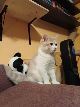 Elvis und Dolly suchen noch ihre liebevollen Dosenöffner🐈🐈⬛