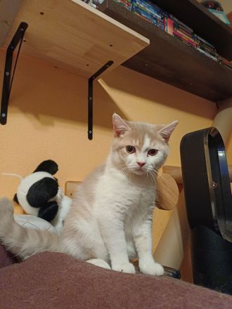 Elvis und Dolly suchen noch ihre liebevollen Dosenöffner🐈🐈⬛