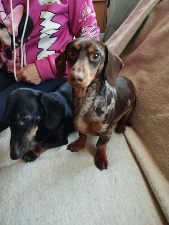Dackelwelpen