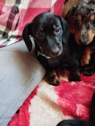 Dackelwelpen