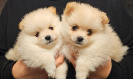 Zwergspitz-Pomeranian welpen