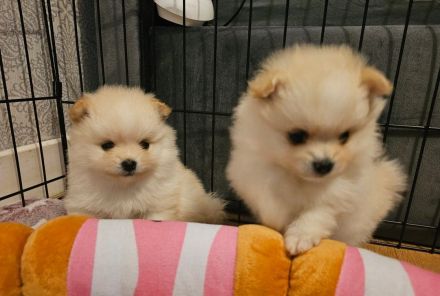 Zwergspitz-Pomeranian welpen