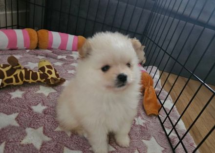 Zwergspitz-Pomeranian welpen