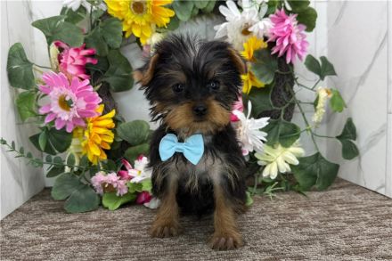 Yorkshire-Terrier-Welpen