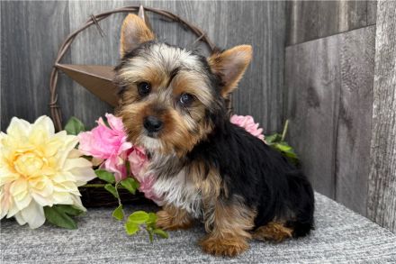 Yorkshire-Terrier-Welpen