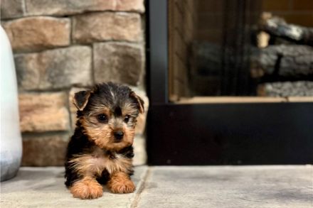 Yorkshire-Terrier-Welpen