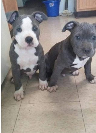 American Pitbull Terrier Welpen