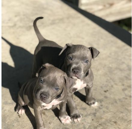 American Pitbull Terrier Welpen