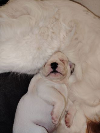 Schöne Französische Bulldoggen-Welpen