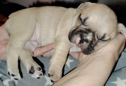 Schöne Französische Bulldoggen-Welpen