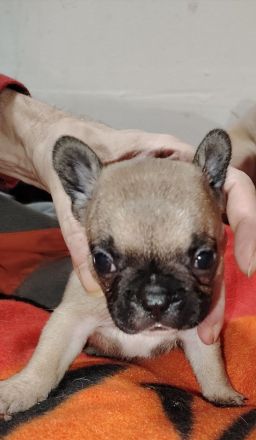 Schöne Französische Bulldoggen-Welpen