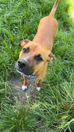 NOTFALL – Percy sucht DRINGEND einen Platz bis Mitte Dezember