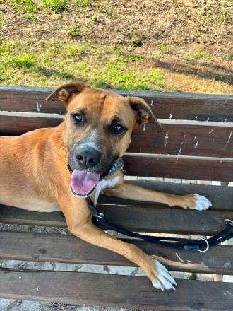 NOTFALL – Percy sucht DRINGEND einen Platz bis Mitte Dezember