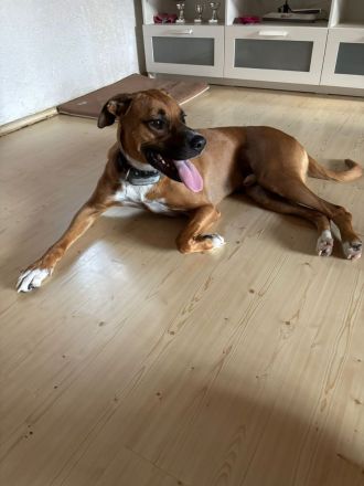 NOTFALL – Percy sucht DRINGEND einen Platz bis Mitte Dezember