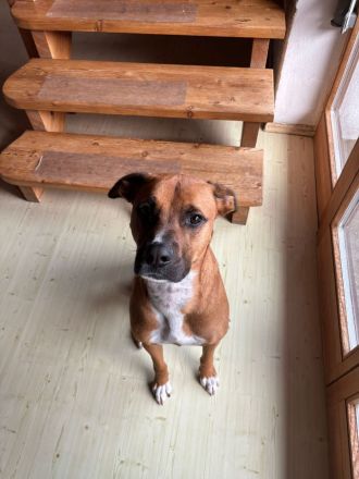 NOTFALL – Percy sucht DRINGEND einen Platz bis Mitte Dezember