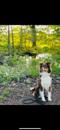 DRINGENDES ZUHAUSE oder Pflegestelle GESUCHT – FÜR MINI-AUSSIE AMY