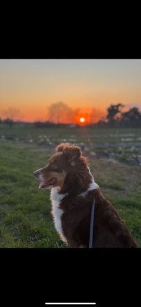 DRINGENDES ZUHAUSE oder Pflegestelle GESUCHT – FÜR MINI-AUSSIE AMY