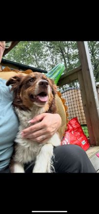 DRINGENDES ZUHAUSE oder Pflegestelle GESUCHT – FÜR MINI-AUSSIE AMY