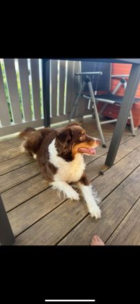 DRINGENDES ZUHAUSE oder Pflegestelle GESUCHT – FÜR MINI-AUSSIE AMY